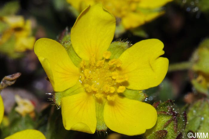 Potentilla verna