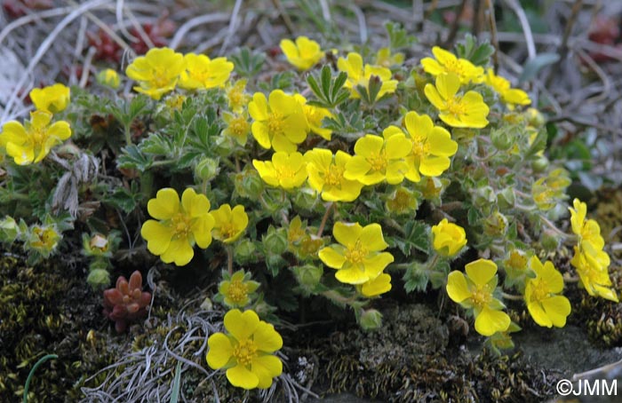 Potentilla verna