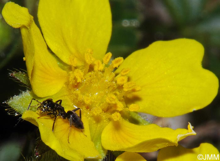 Potentilla verna