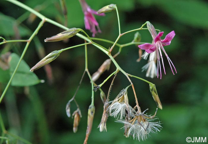 Prenanthes purpurea