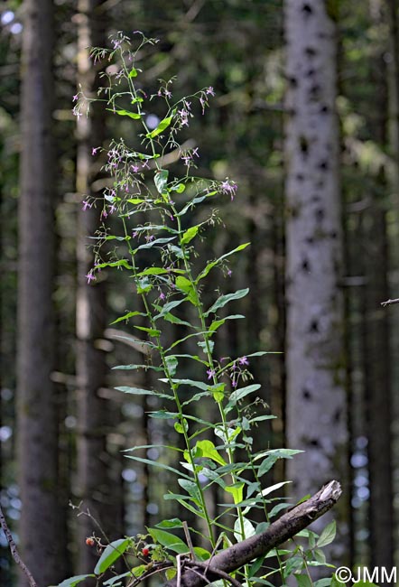 Prenanthes purpurea