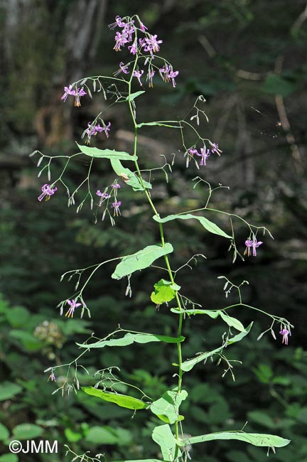 Prenanthes purpurea