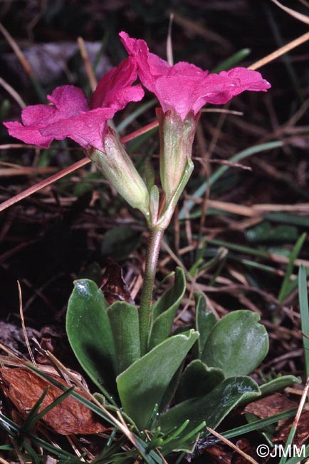 Primula clusiana