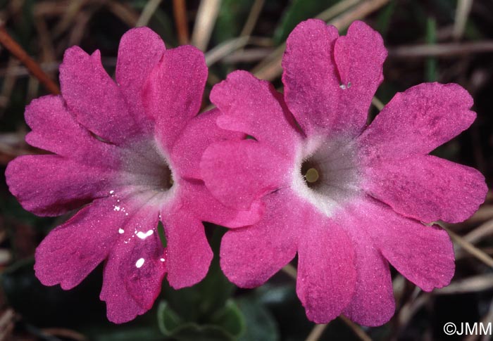 Primula clusiana