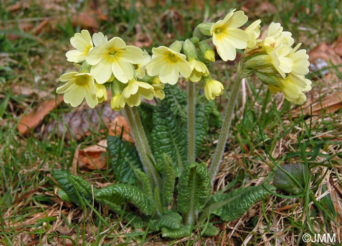 Primula elatior