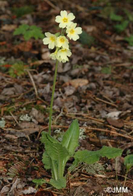 Primula elatior