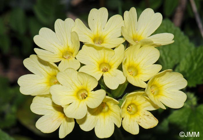 Primula elatior