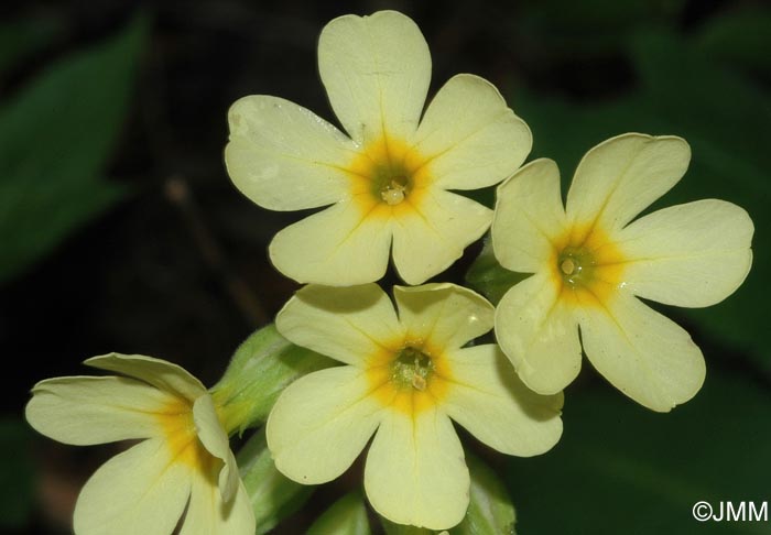 Primula elatior