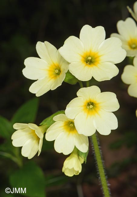 Primula elatior