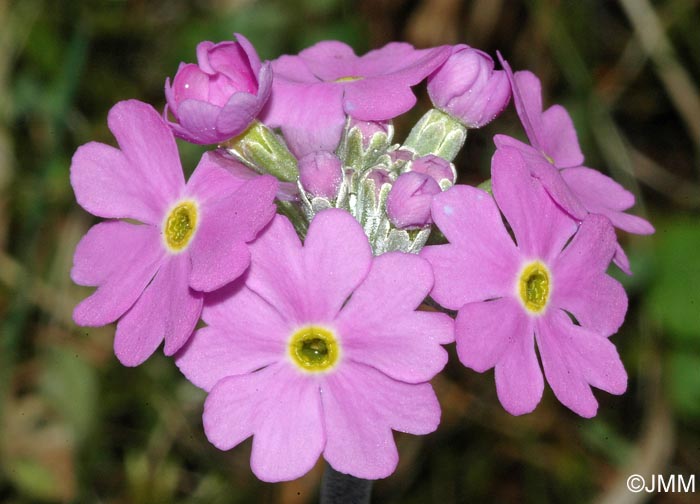 Primula farinosa