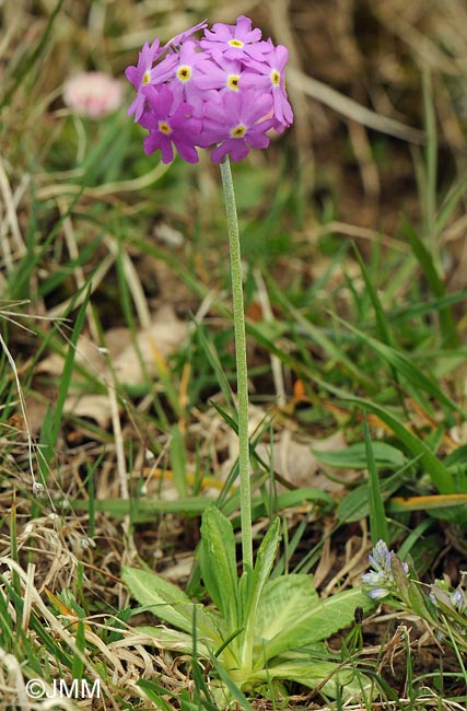 Primula farinosa