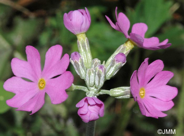 Primula farinosa