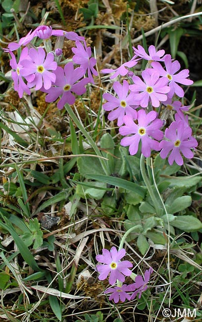 Primula farinosa