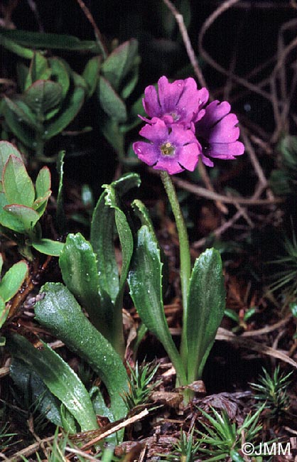 Primula glutinosa