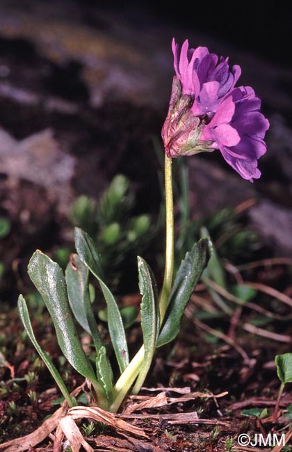 Primula glutinosa