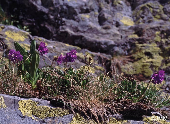 Primula glutinosa