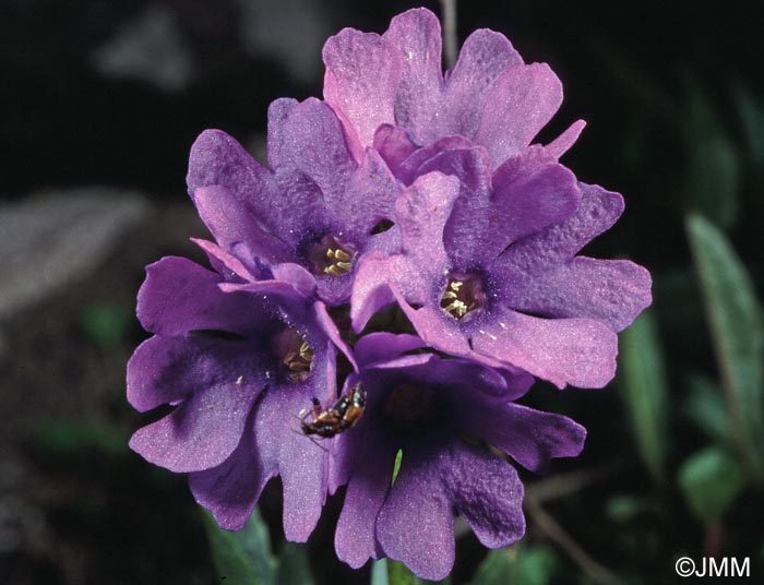 Primula glutinosa