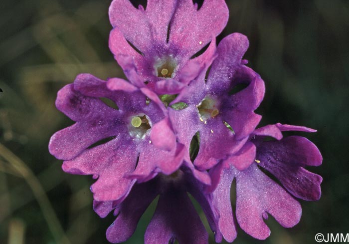 Primula glutinosa