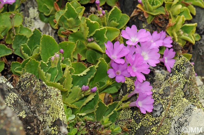 Primula hirsuta