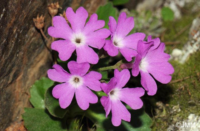 Primula hirsuta