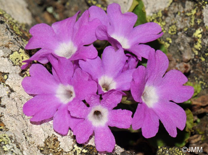 Primula hirsuta