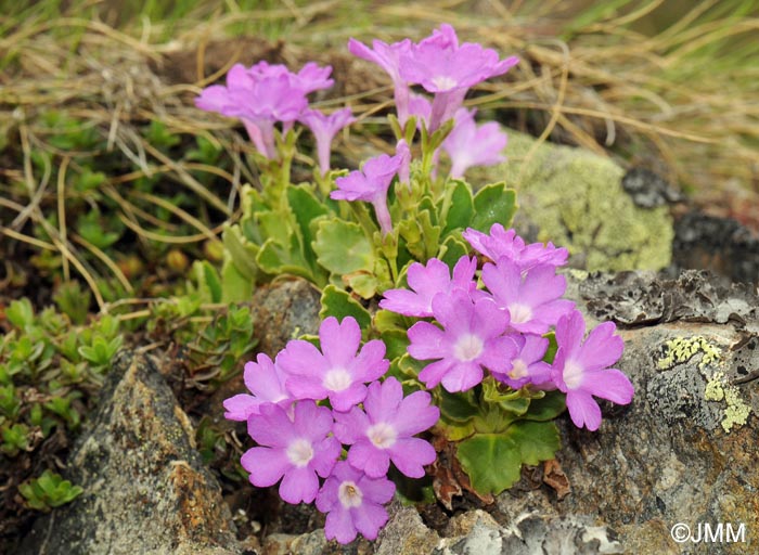 Primula hirsuta