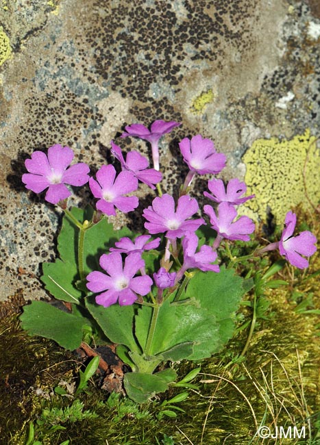 Primula hirsuta