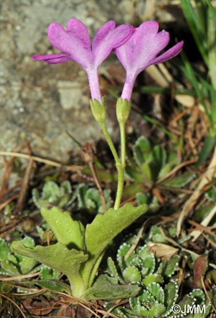 Primula hirsuta