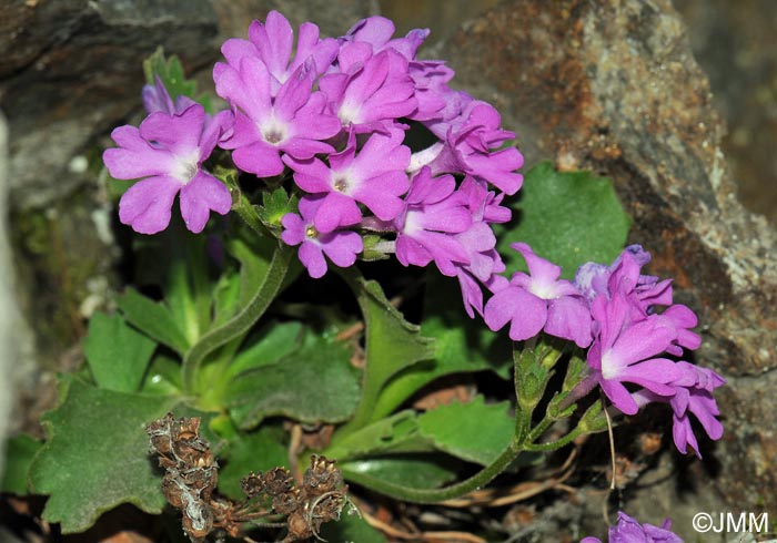 Primula hirsuta