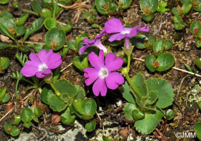 Primula hirsuta