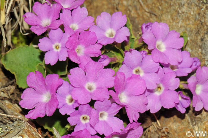 Primula hirsuta