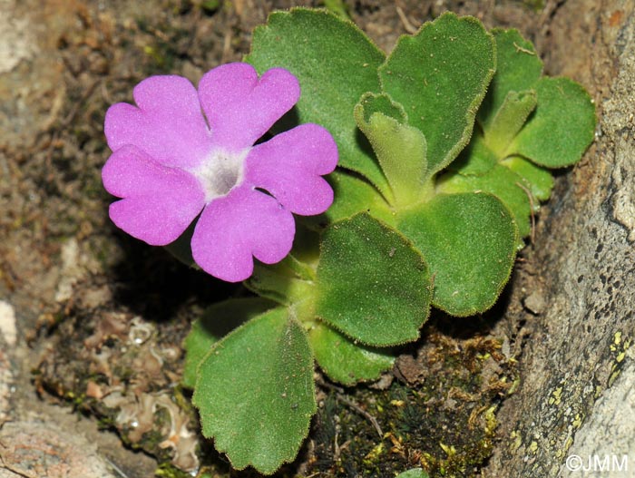 Primula hirsuta