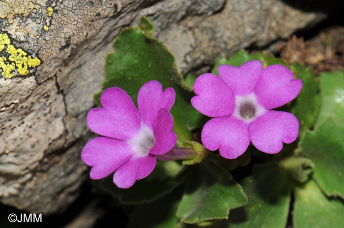 Primula hirsuta