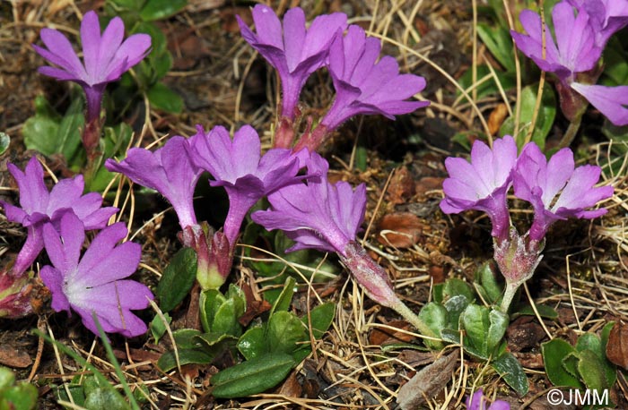 Primula integrifolia