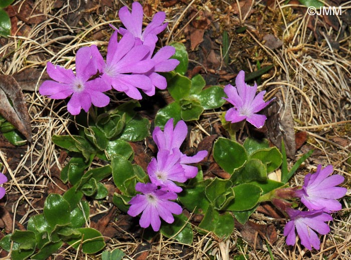 Primula integrifolia