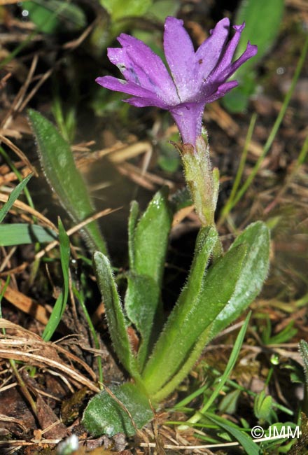 Primula integrifolia