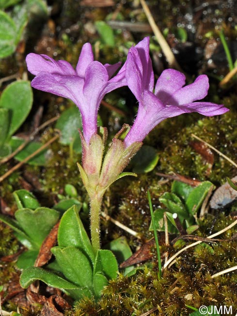 Primula integrifolia