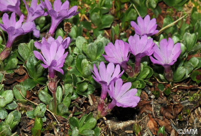 Primula integrifolia