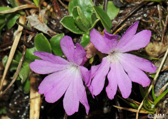 Primula integrifolia