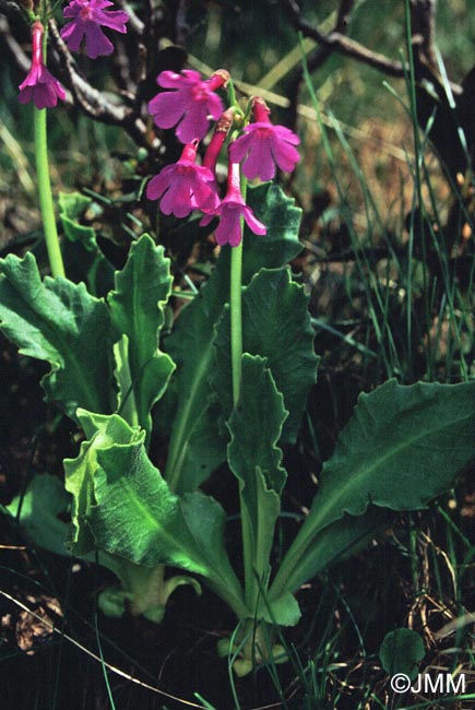 Primula latifolia