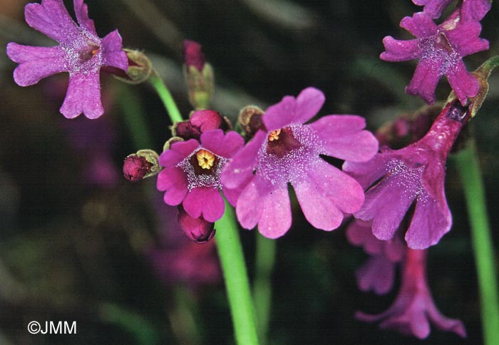 Primula latifolia