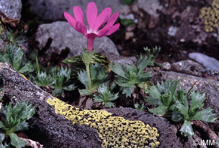 Primula minima