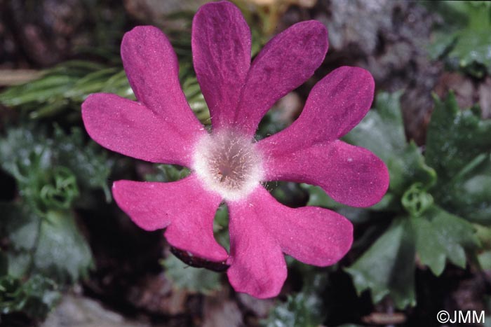 Primula minima