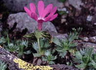 Primula minima