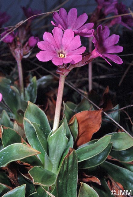 Primula spectabilis