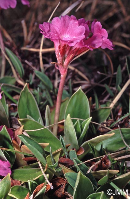 Primula spectabilis