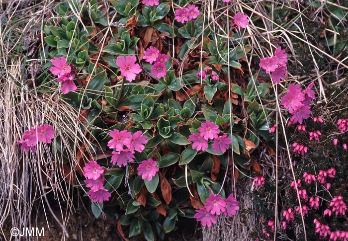 Primula spectabilis