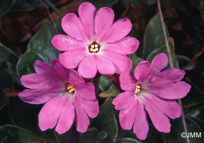 Primula spectabilis