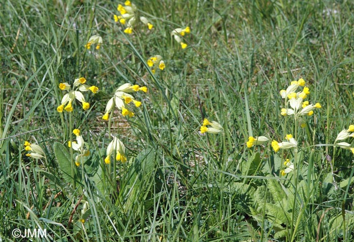 Primula veris