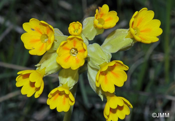 Primula veris